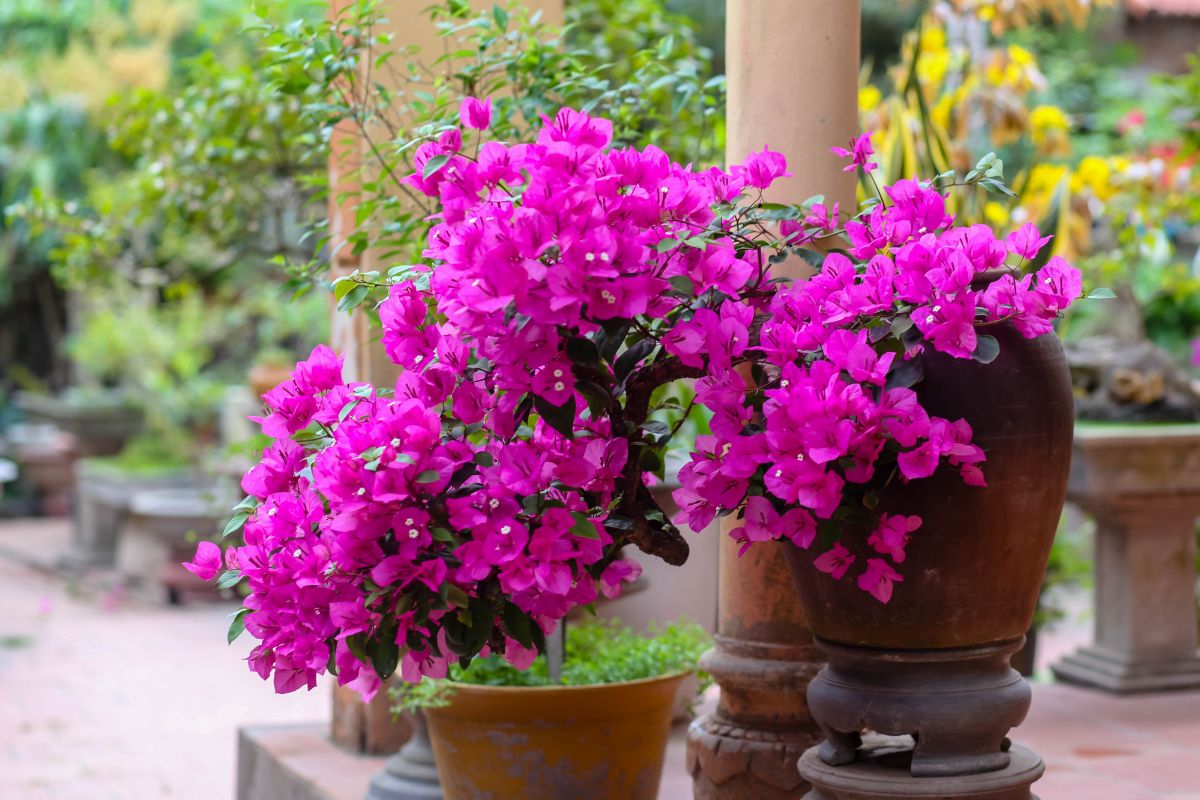 A Bougainvillea plant with pink beautiful flowers.