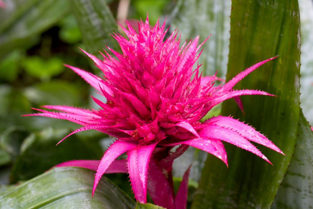 Bromelaid plant with large pink flower.