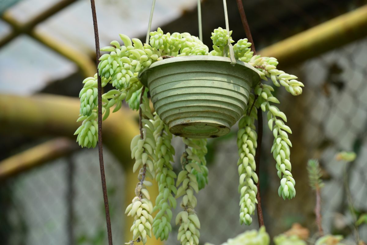 A hanging Burro’s Tail plant in small green pot.