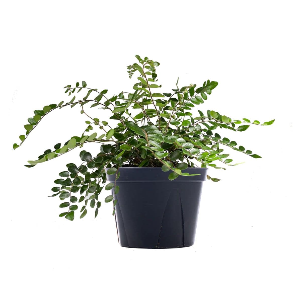 Button fern in black pot on white isolated background.