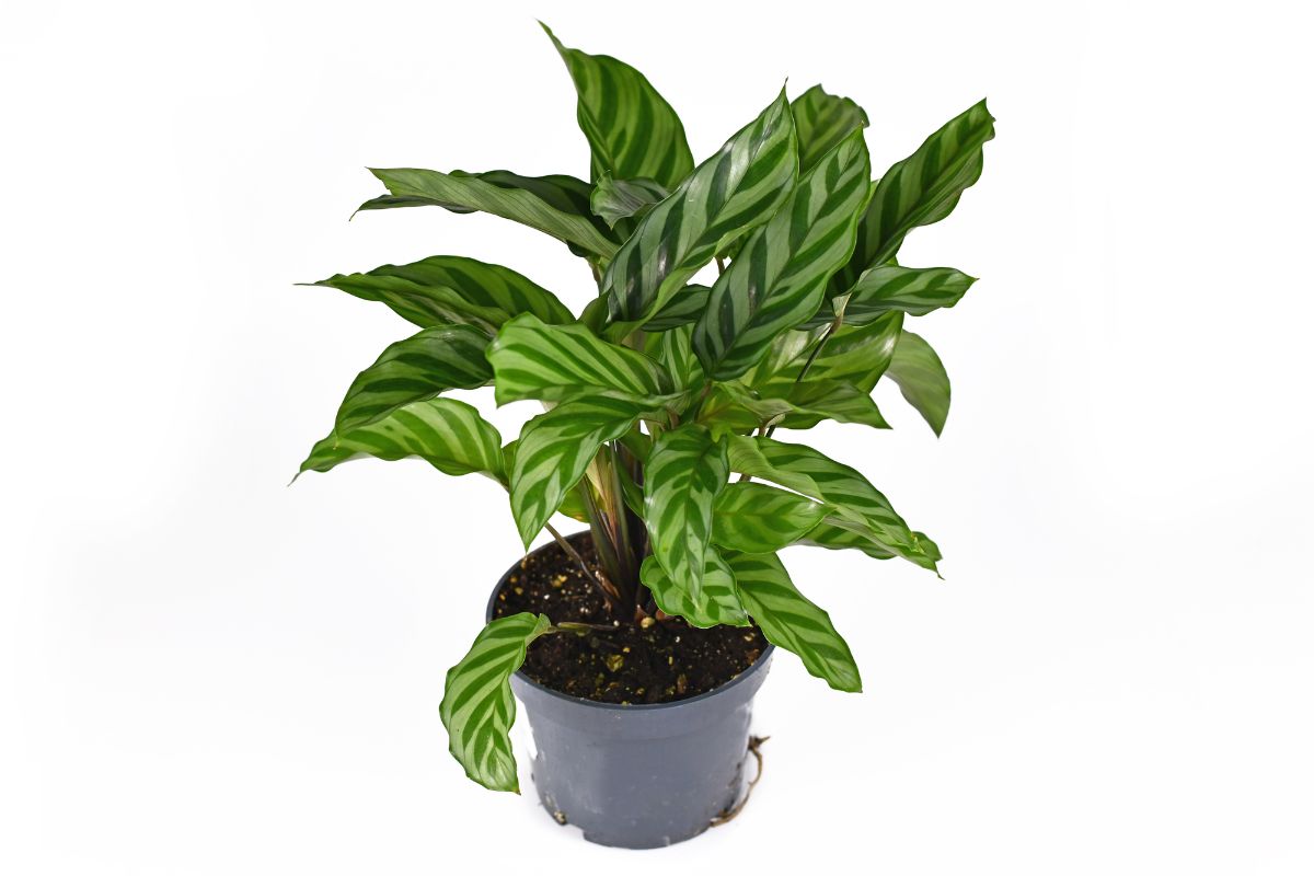 Calathea Freddie plant in plastic pot.