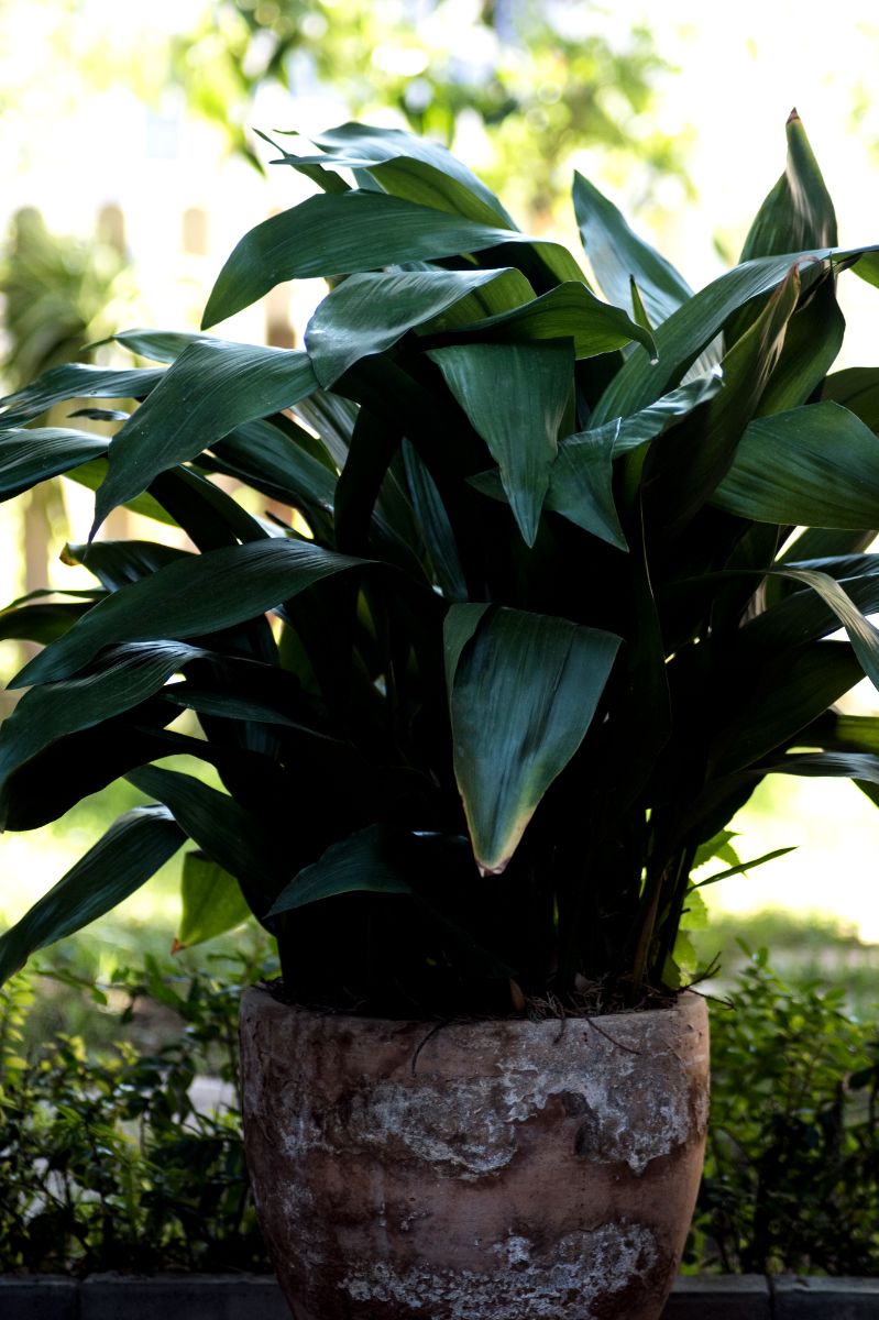 Cast-Iron plant in a pot.