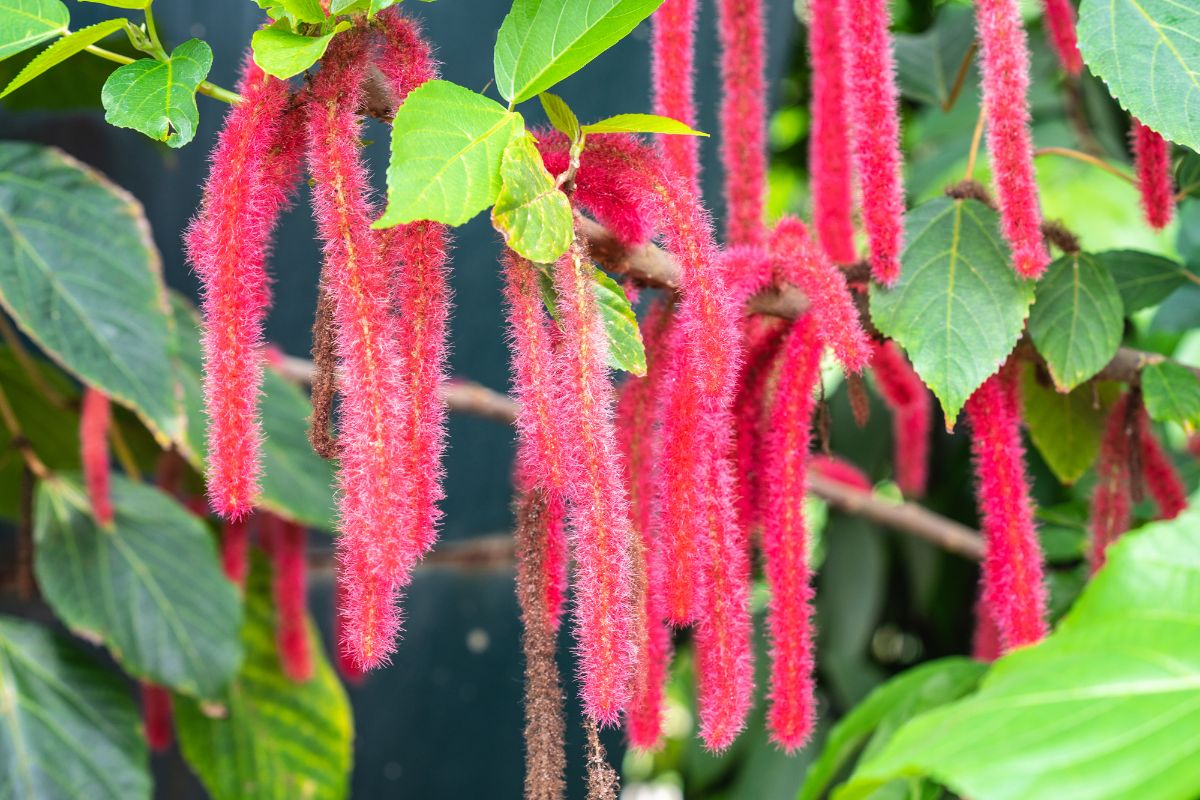 Chenille plant with hanging flowers.