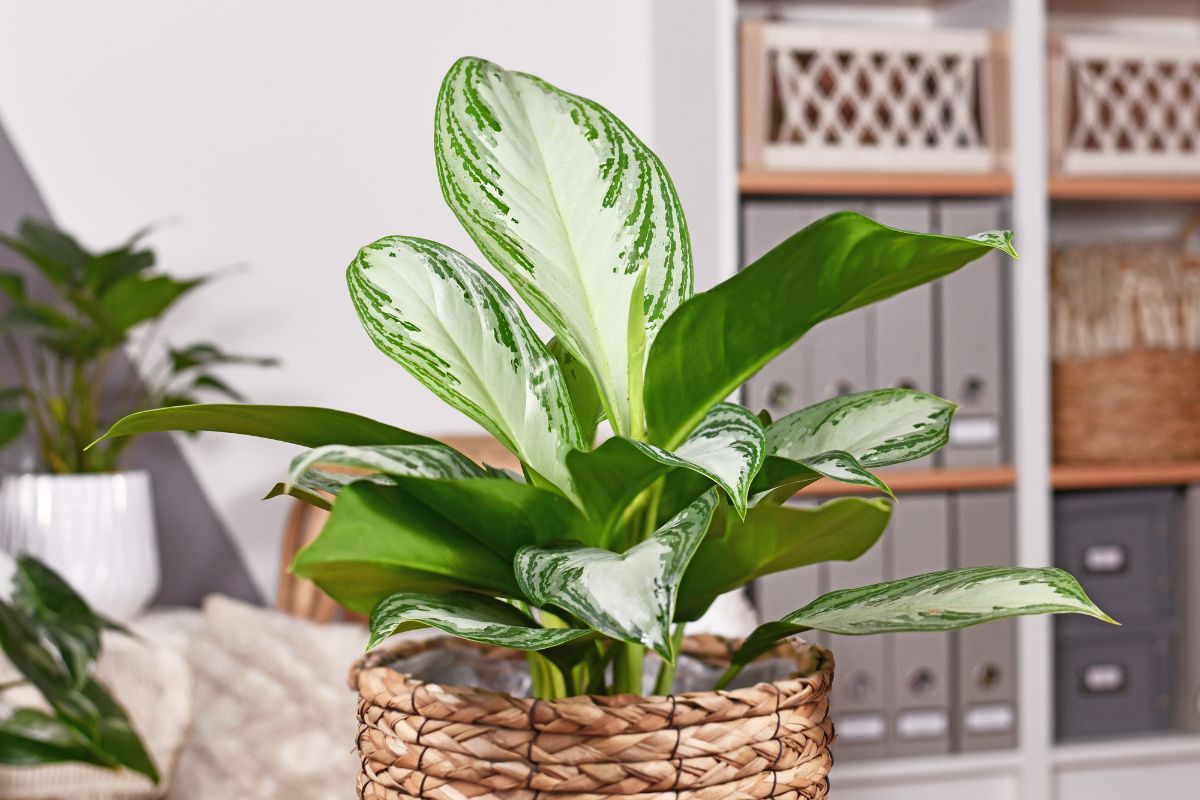 A Chinese Evergreen plant in a pot.