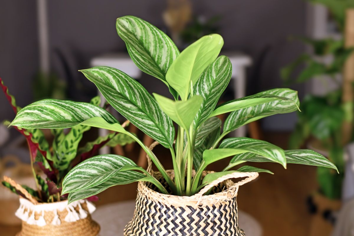 Chinese Evergreen plant in woven pot.