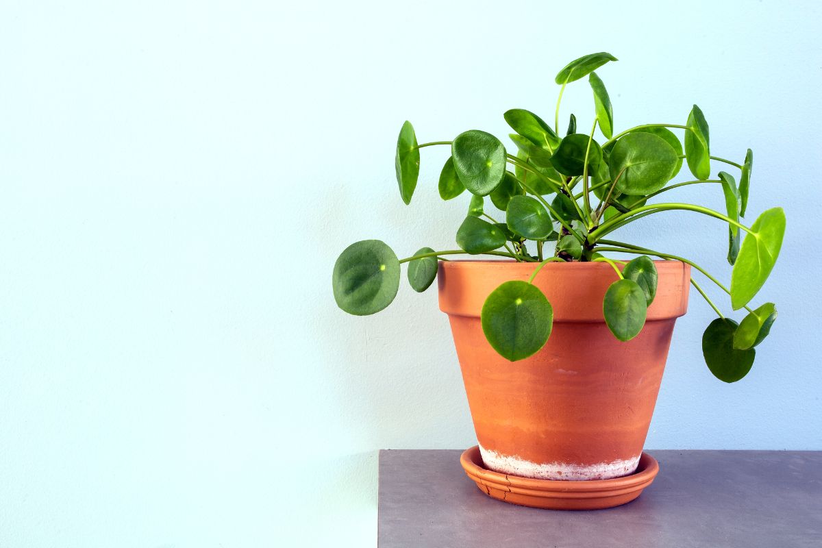 A Chinese Money Plant in an orange pot on table.