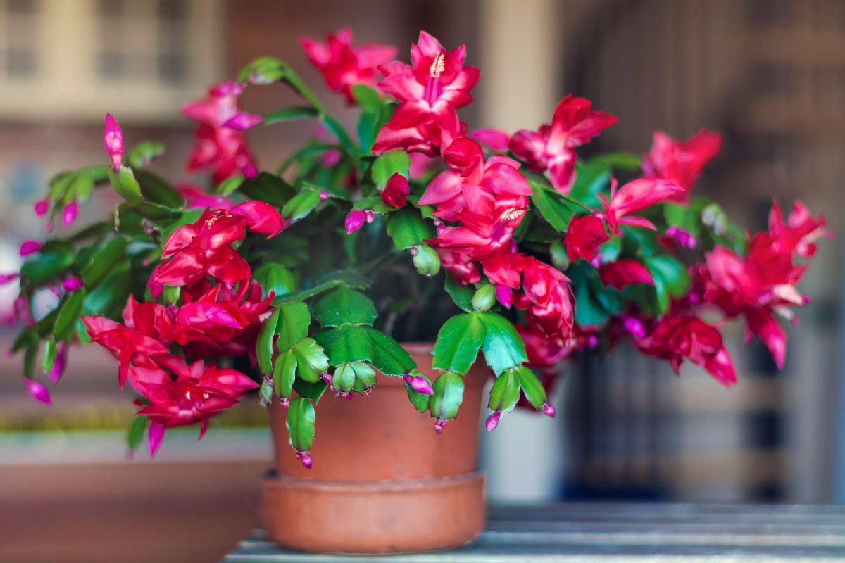 Christmas Cactus in clay pot with beautiful red flowers.
