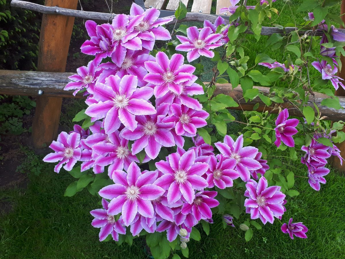 A Clematis plant with beautiful pink flowers.