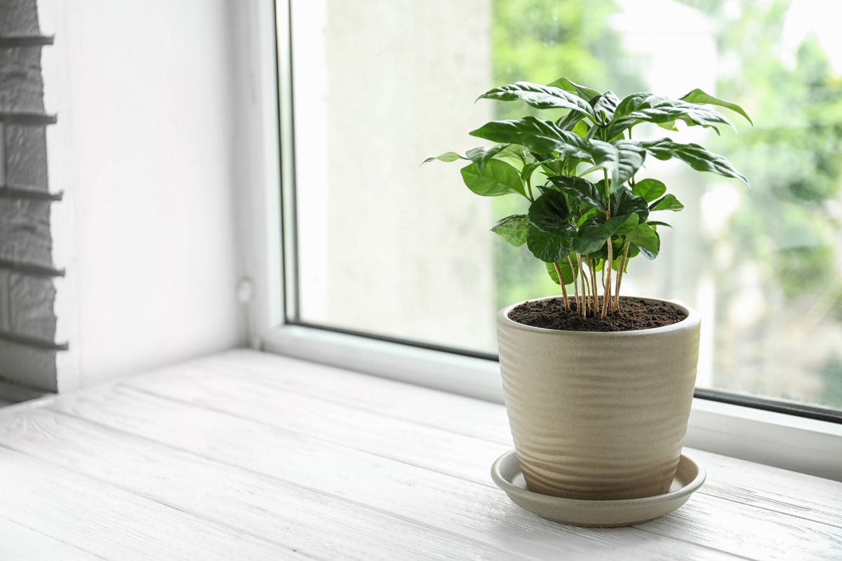 Coffee plant in pot near windowsill.
