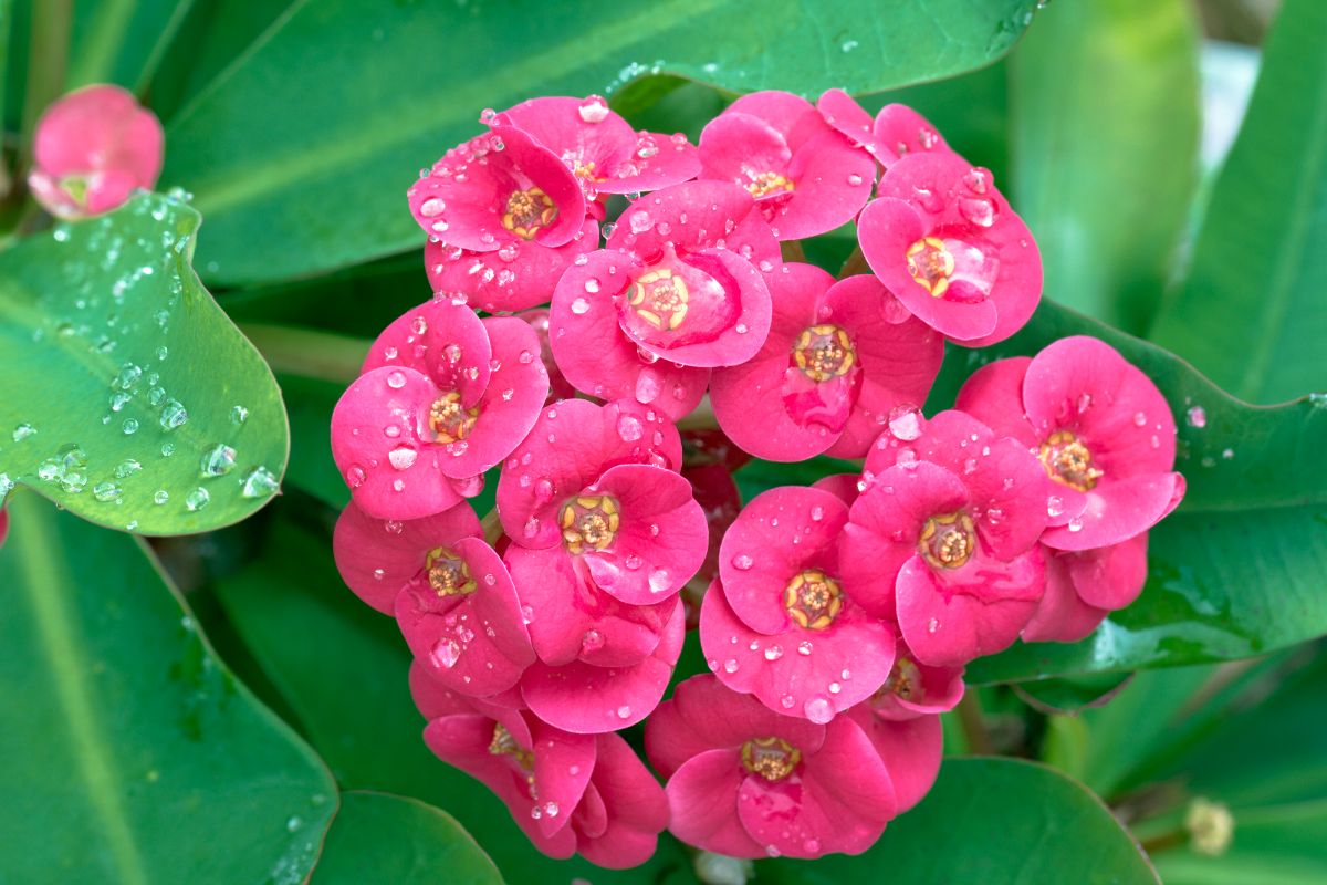 A lively Crown-of-Thorns plant with red flowers.