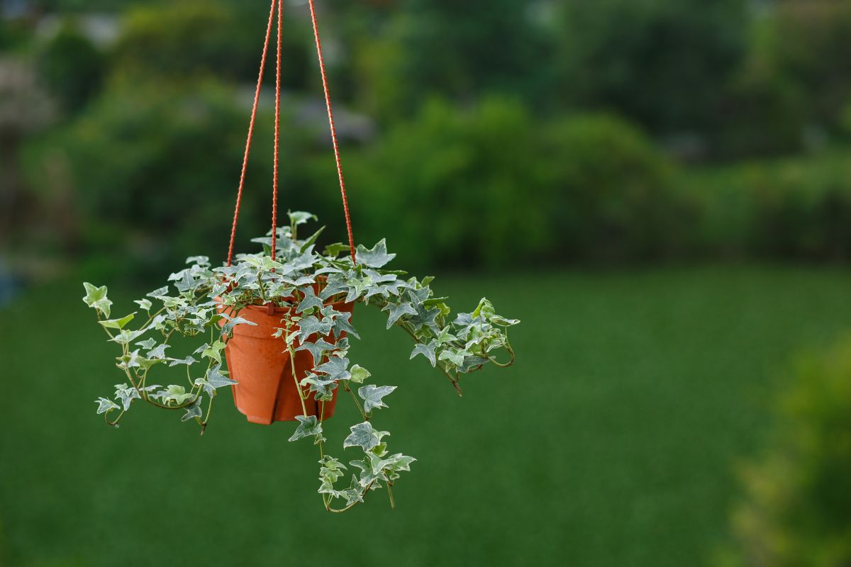 A hanging English Ivy in an orange pot.