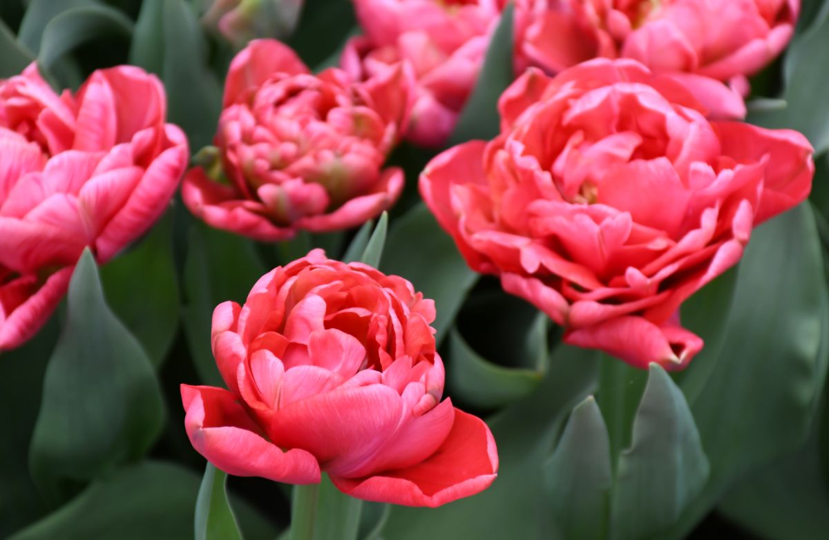 Eternal Flame plant with beautiful red flowers.
