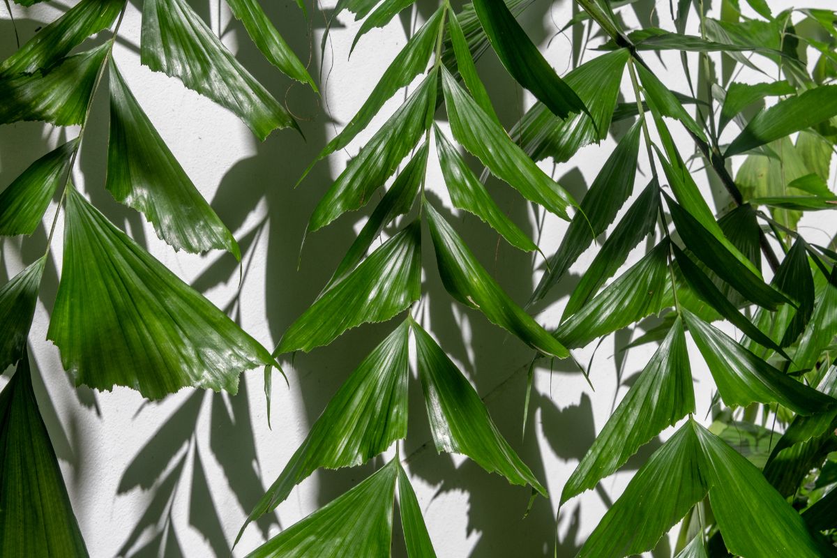 A Fishtail Palm leaves hanging in the wall.