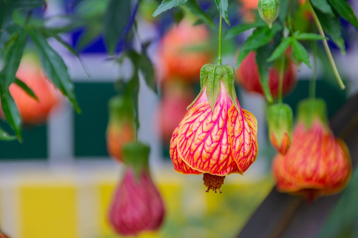 A Flowering maple plant with blooming flowers.