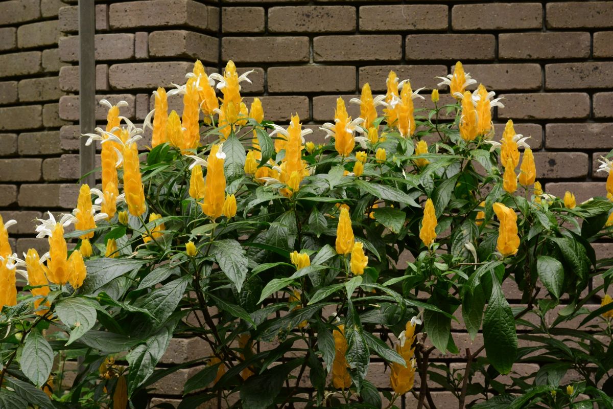 Golden Shrimp plant with lively yellow flowers.