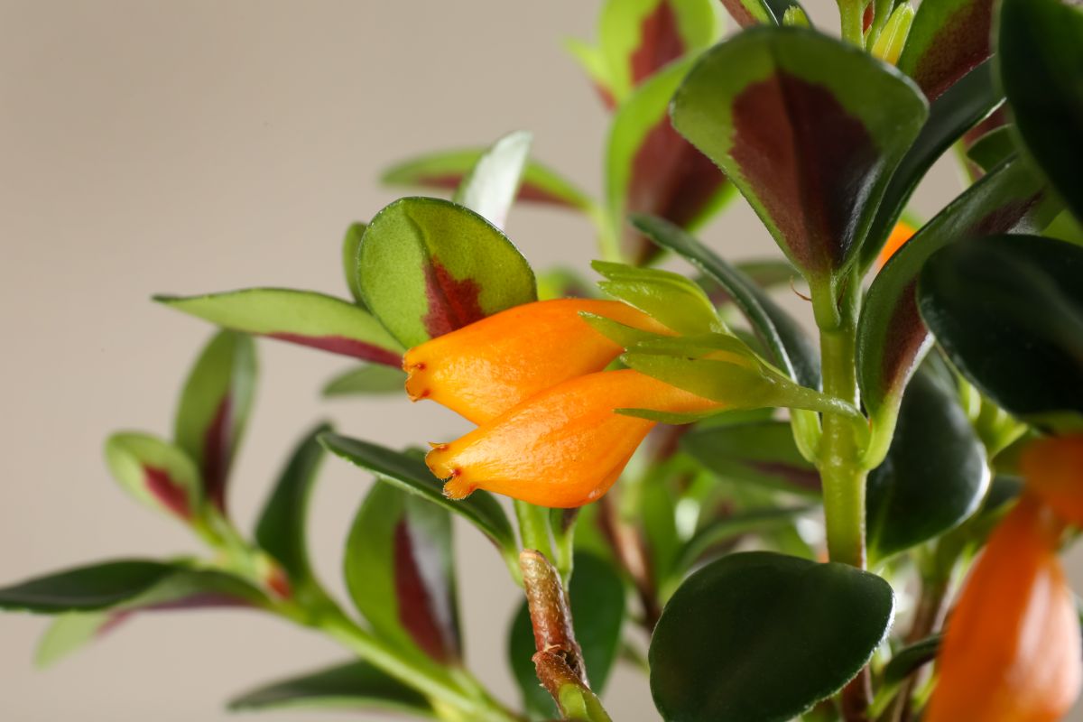 A Goldfish plant with yellow unique flowers.