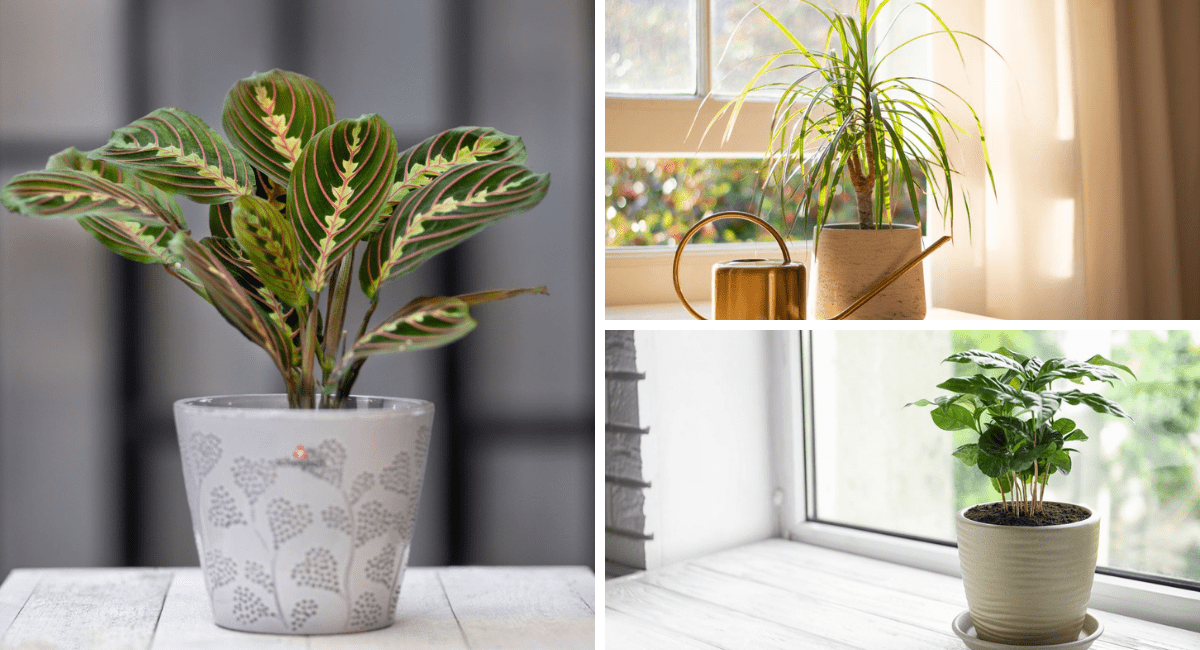 Types of houseplants that area easy to grow.