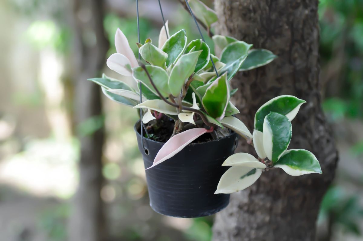 A hanging Hoya plant in a black pot.