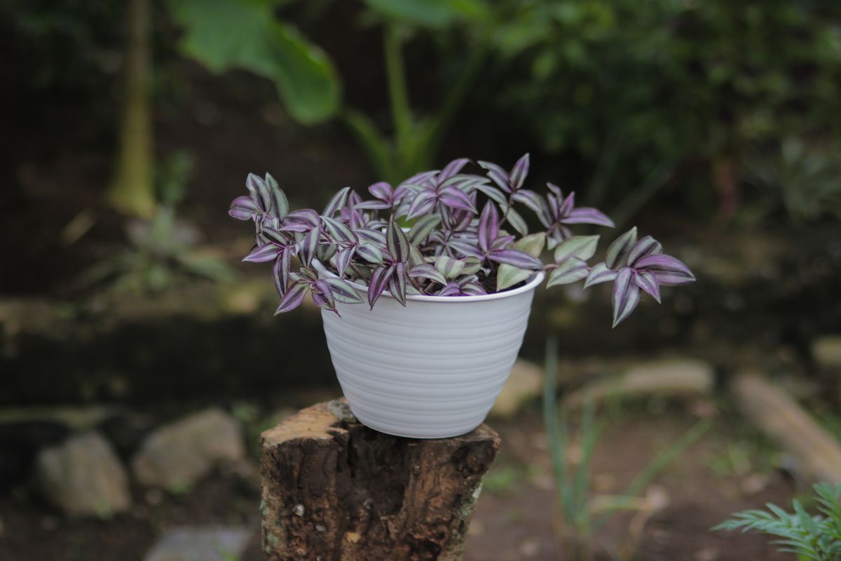 A Inch Plant in white pot on top of cut wood.