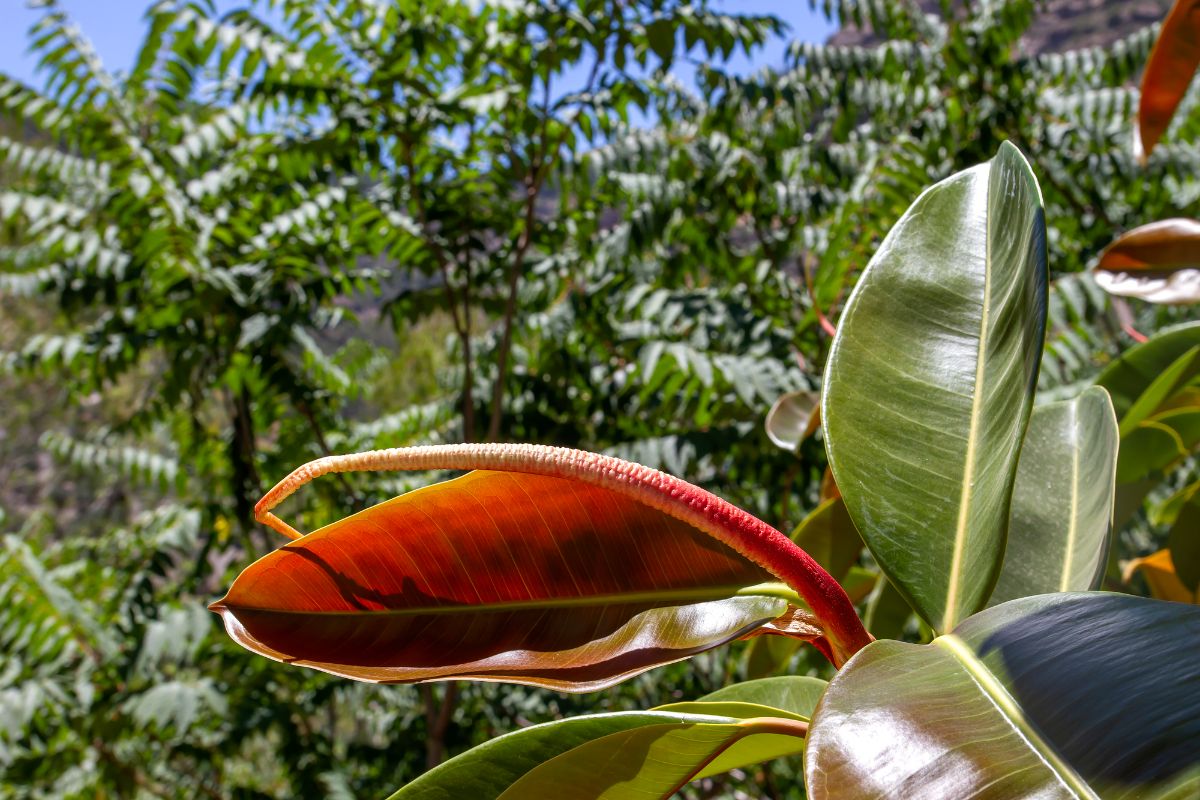 India Rubber Fig plant.