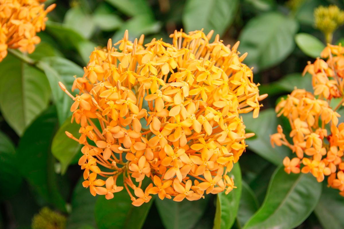 Ixora plant with beautiful yellow flowers.