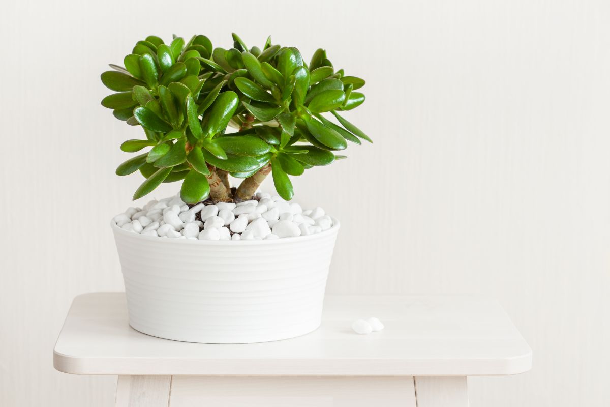 Jade plant in a white pot with pebbles.