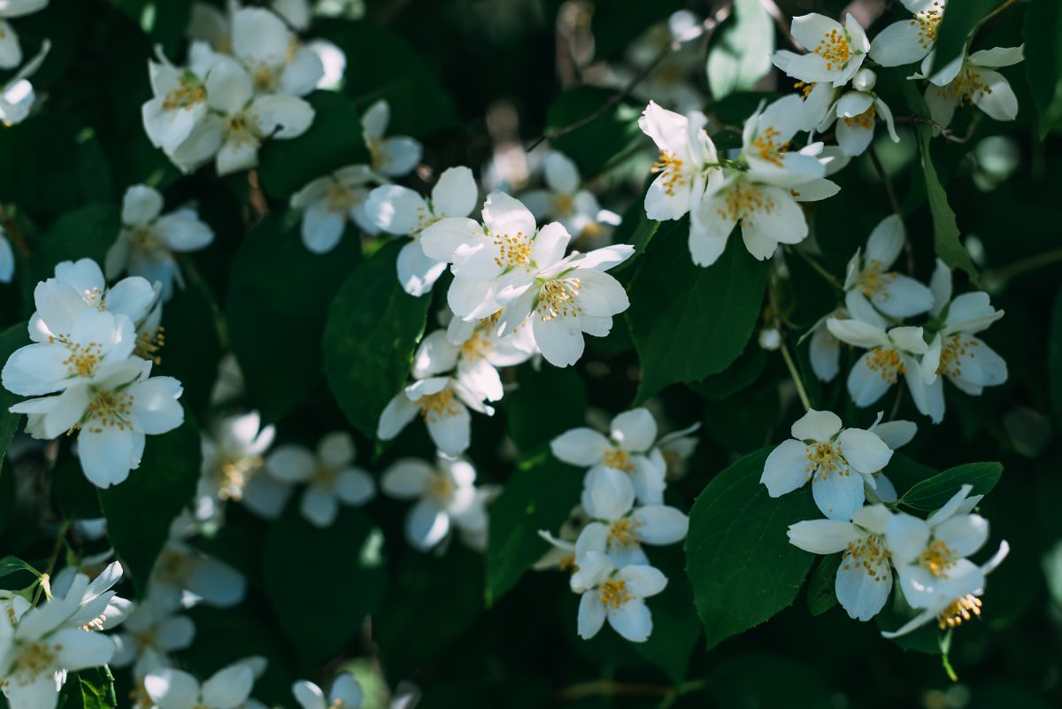 Jasmine plant with cute white flowers.