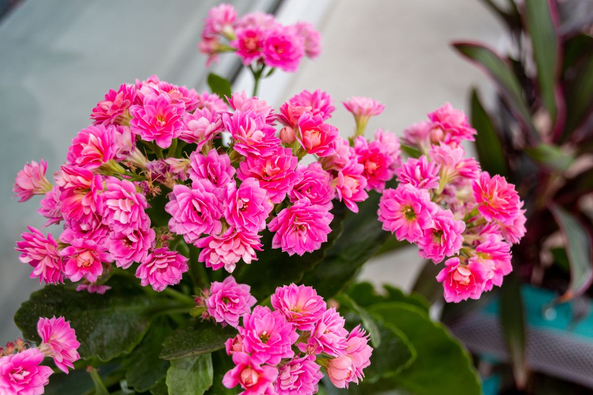 Kalanchoe plant with beautiful pink flowers.