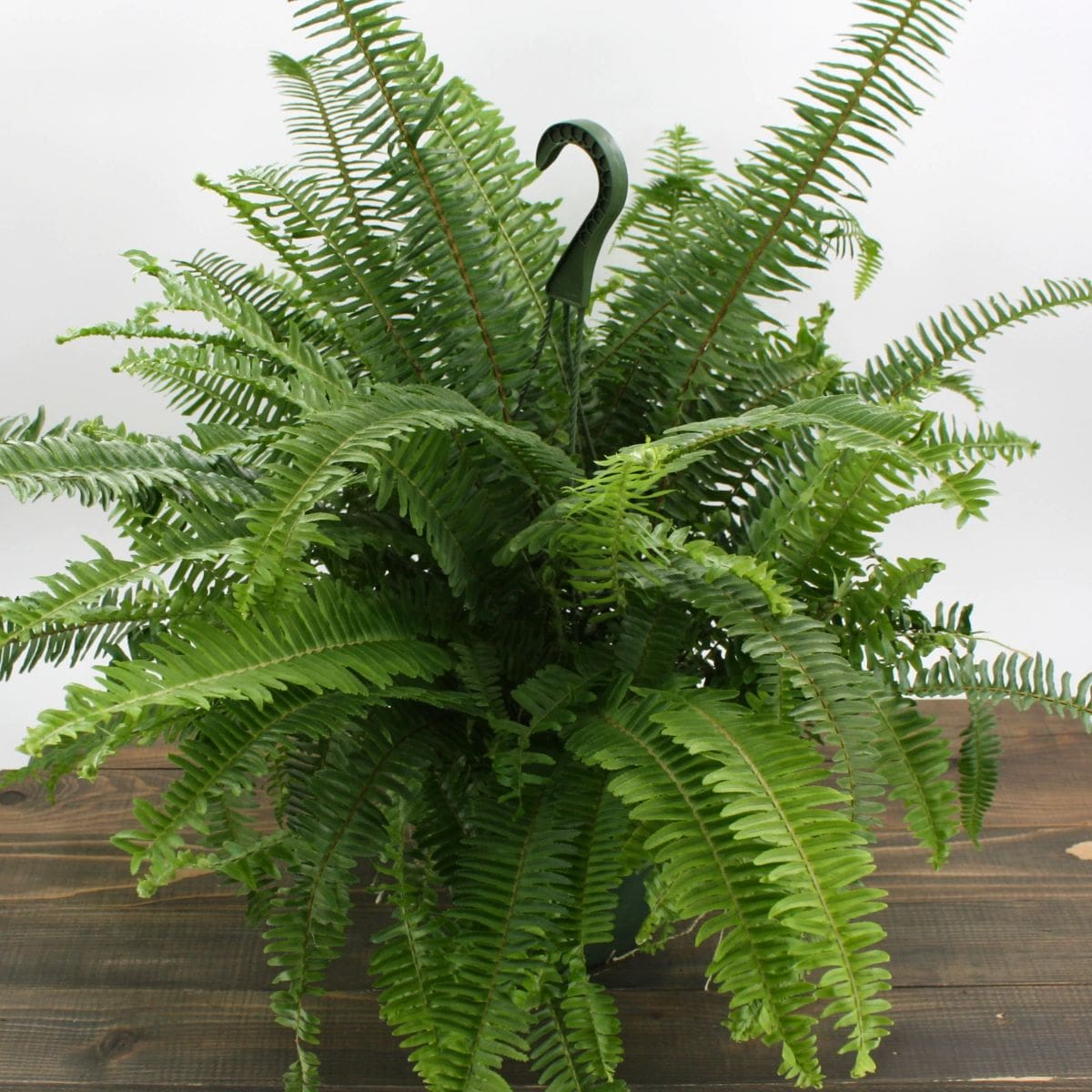 Kimberly queen fern in wooden flooring.
