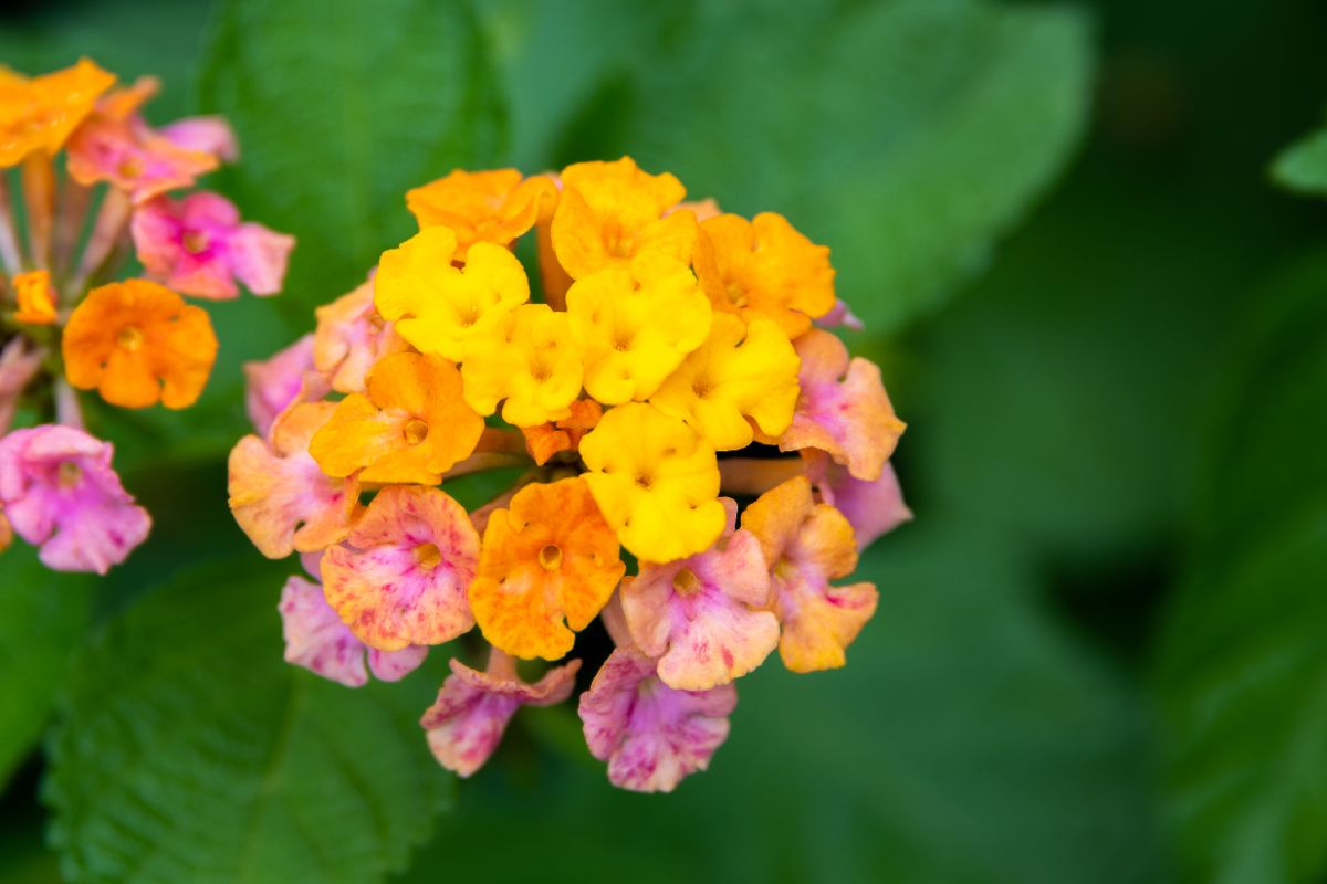 Latana plant with beautiful flowers.