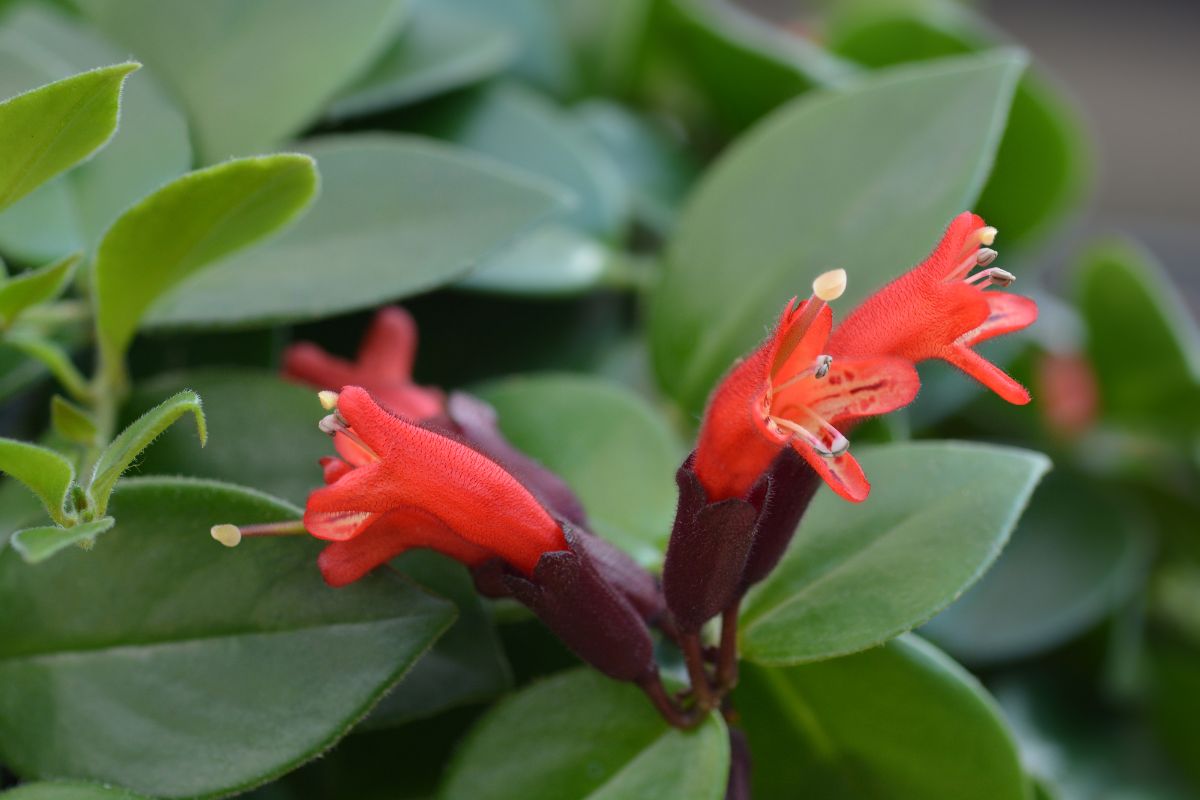 A beautiful Lipstick plant.