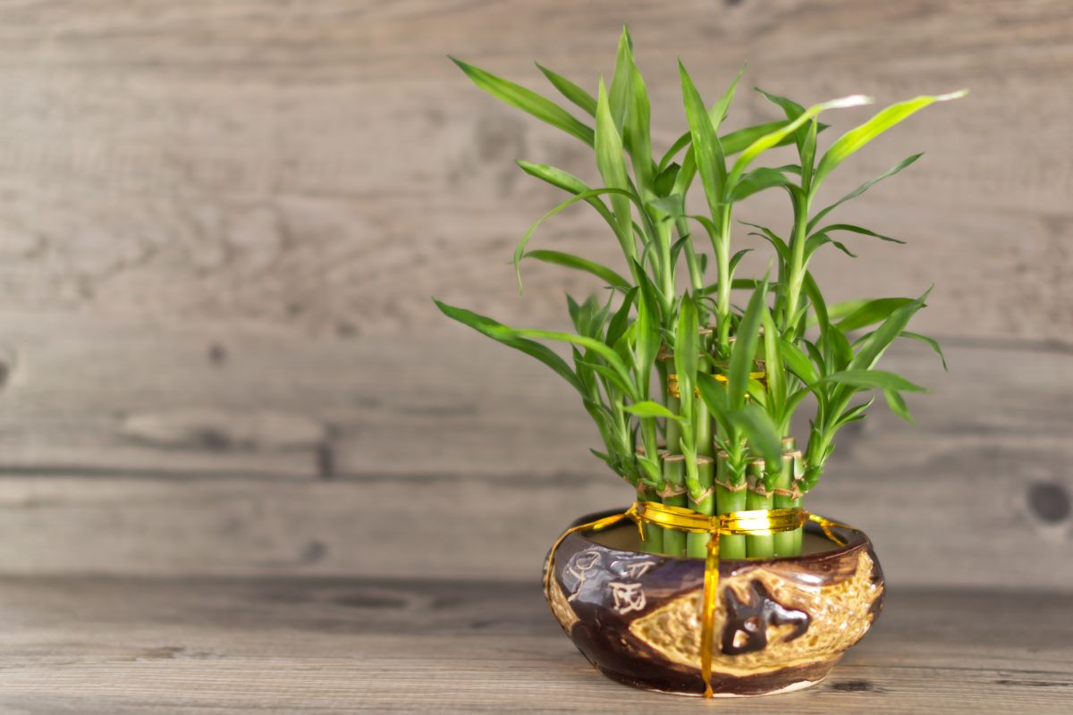 Lucky Bamboo plant in a wooden pot.