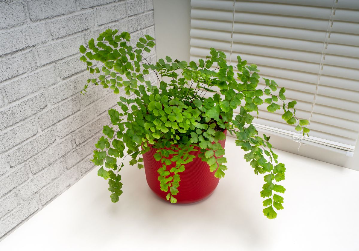 Maidenhair fern in house corner.