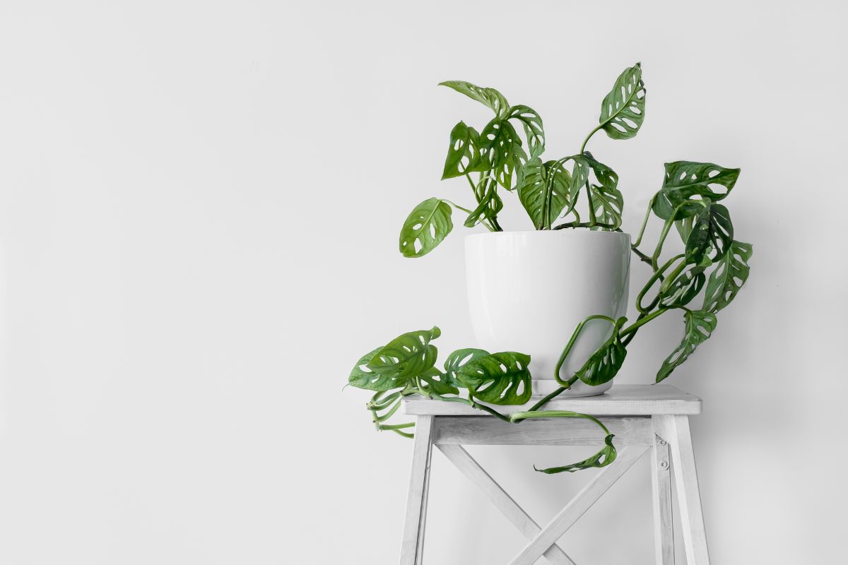 A Monstera plant in a white pot.