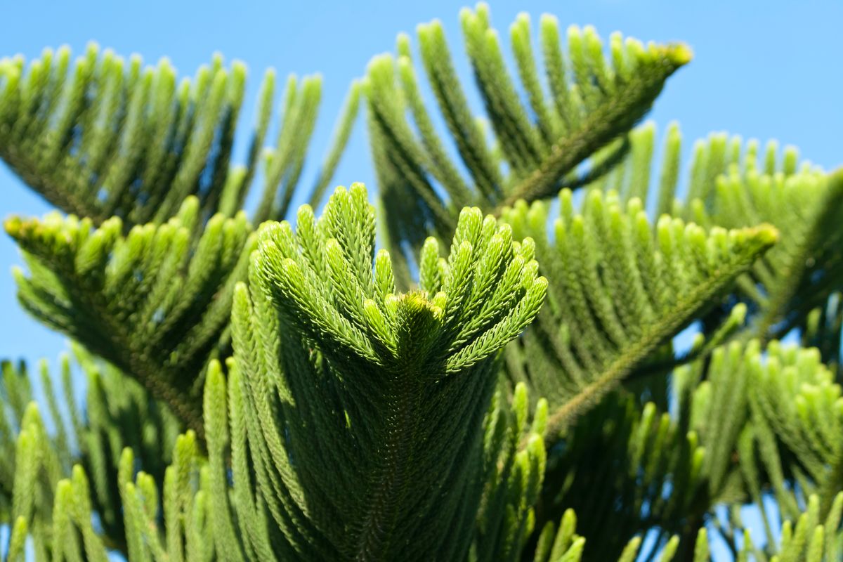 Norfolk Island Pine plant.