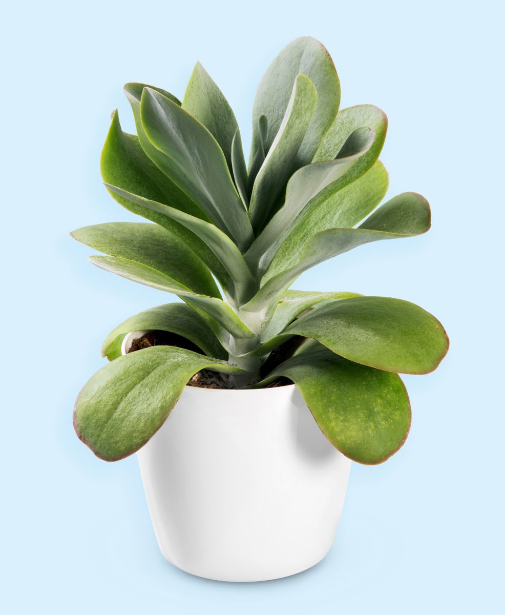 Paddle plant in a ceramic white pot.