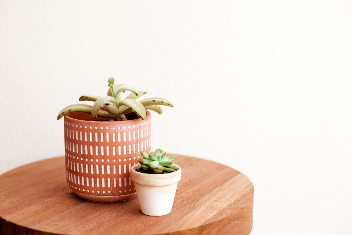 Small Panda plant on wooden table.