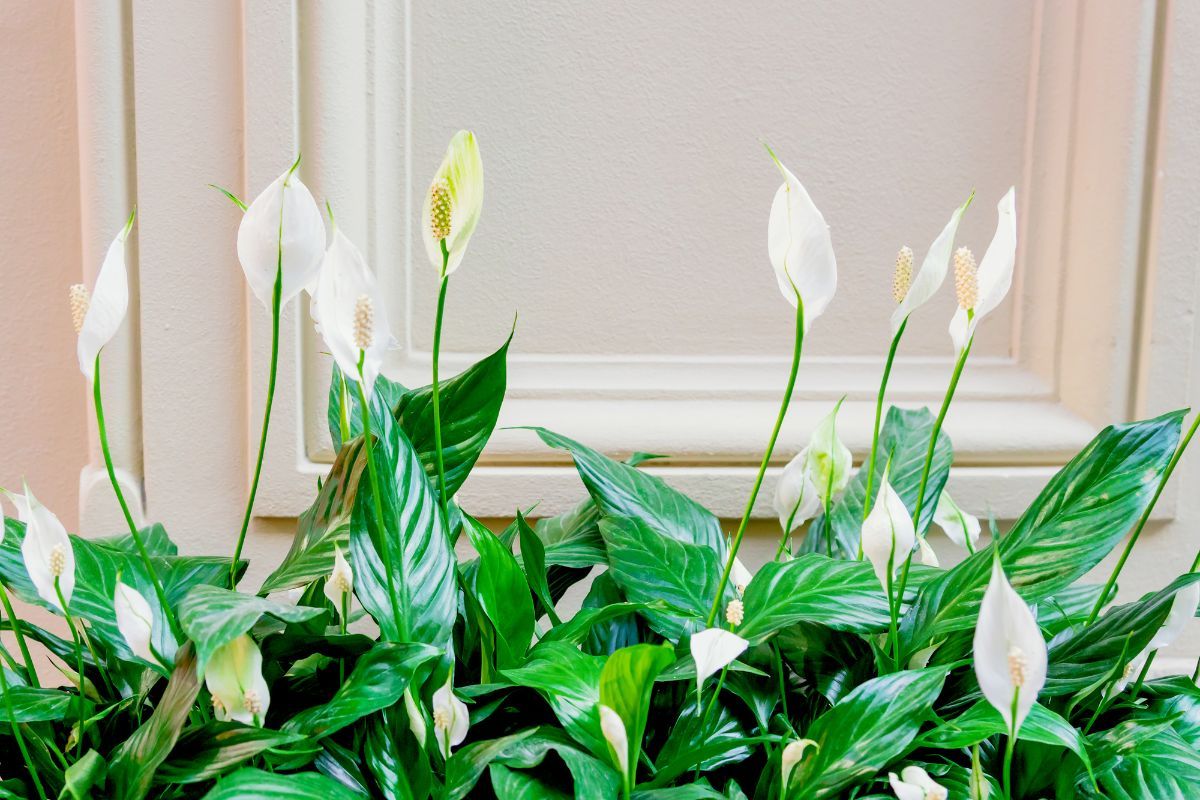 A Peace Lily plant in the garden.