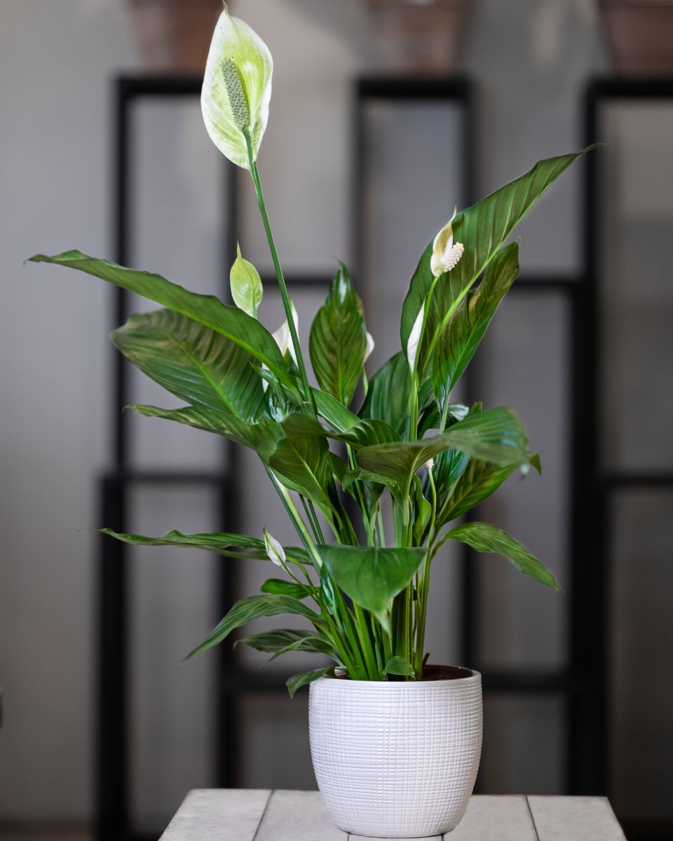 Peace Lily plant on a table with flowers.