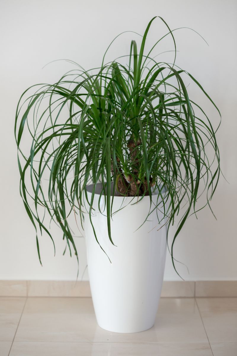 Ponytail Palm plant in a large ceramic pot.