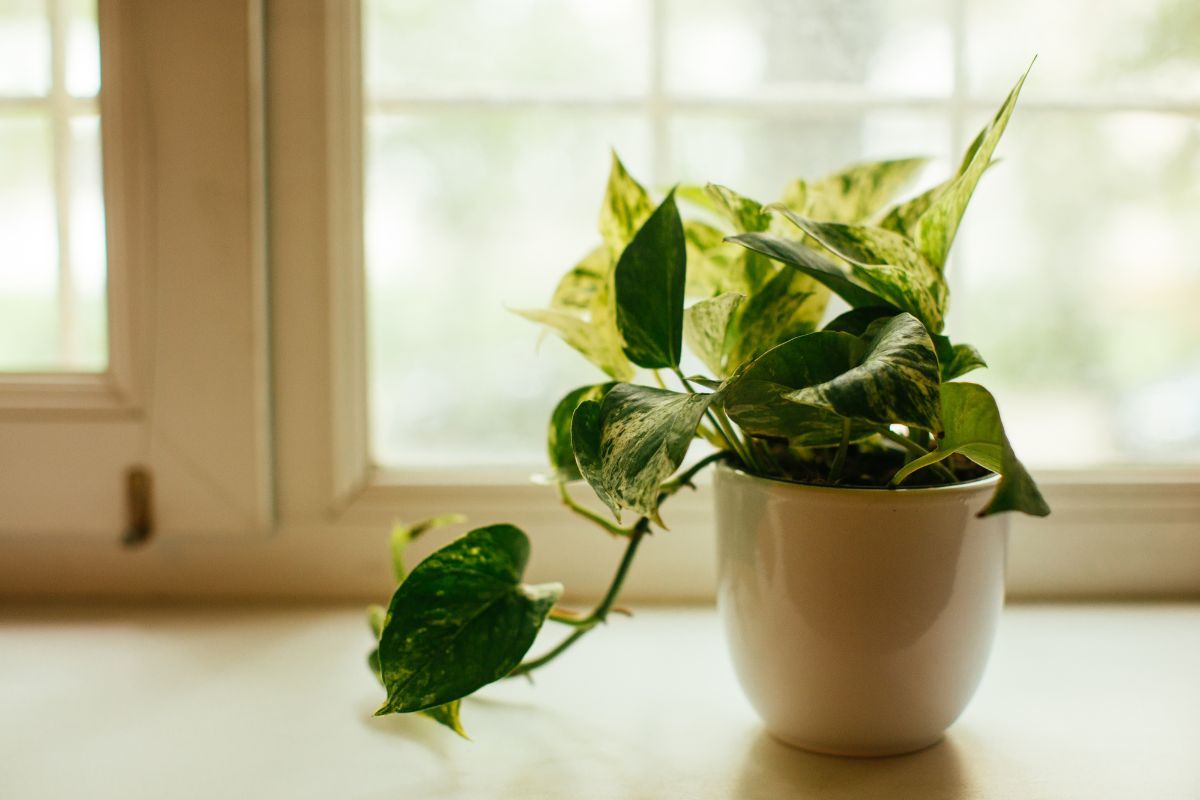 A Devil’s Ivy plant in a pot.