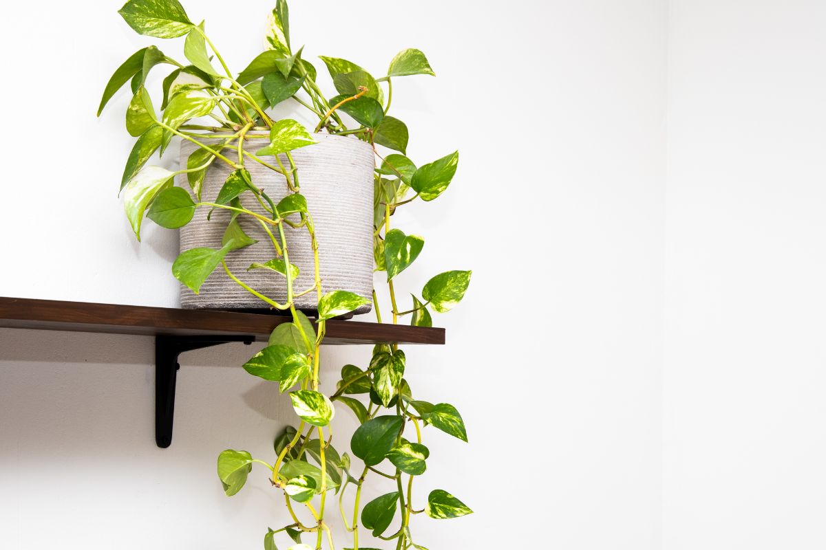 A green Pothos plant in pot.