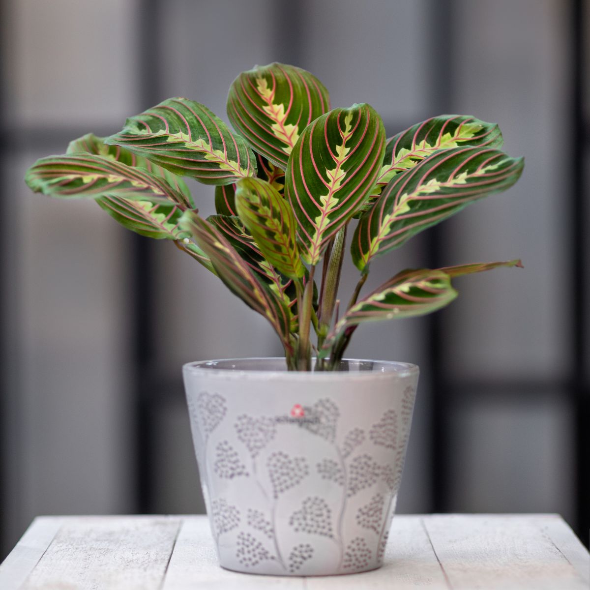 Prayer plant in a ceramic pot on table.