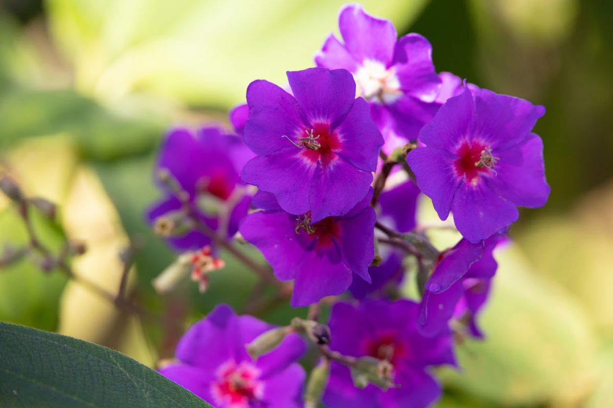 Princess Flower plant with purple flowers.