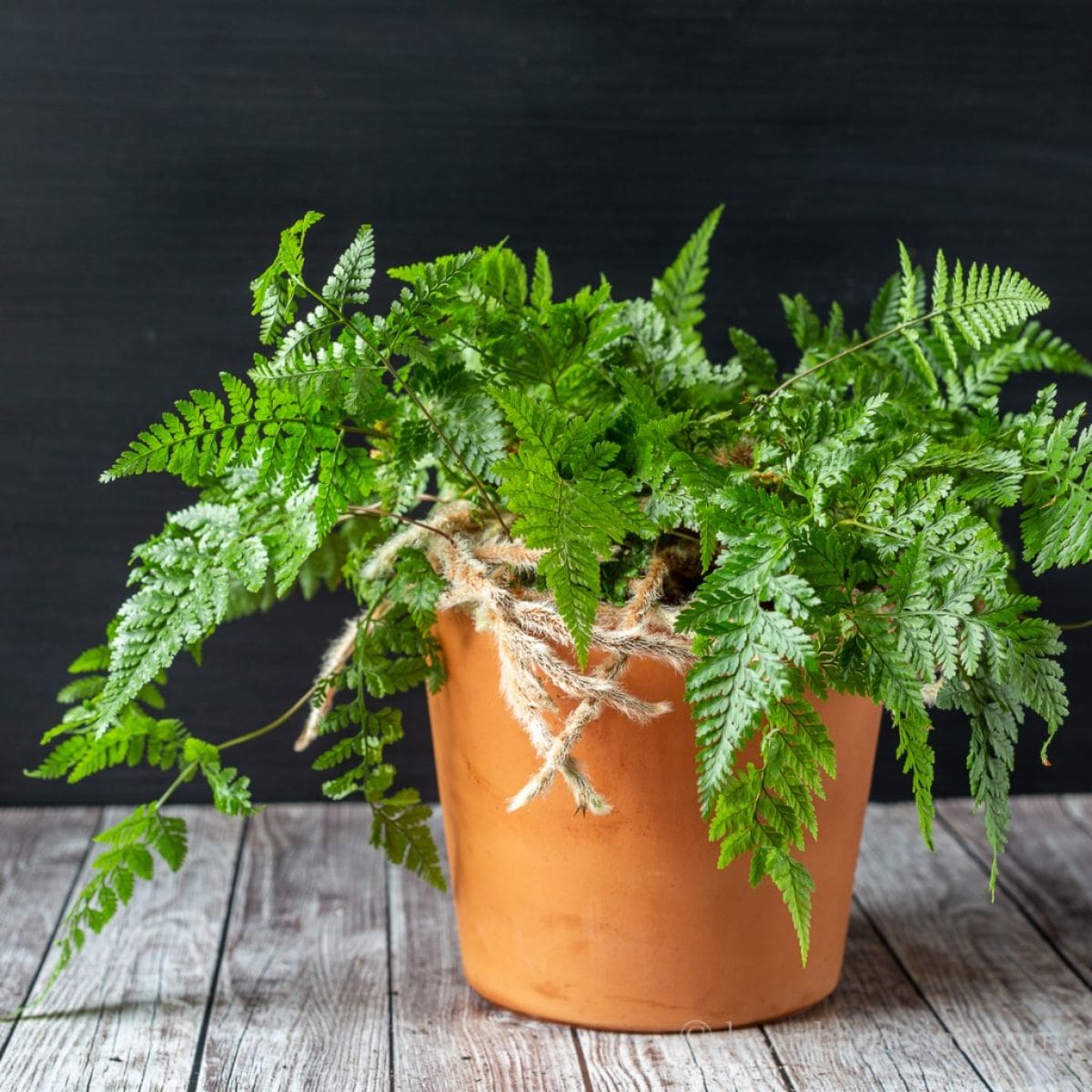 Rabbit's foot fern in orange pot on wooden floors.