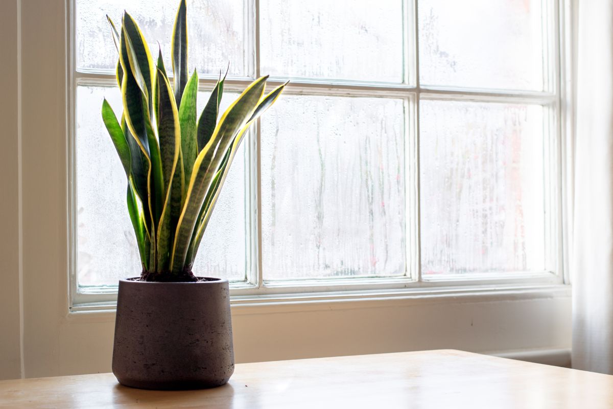 Snake plant in a clay pot on table.