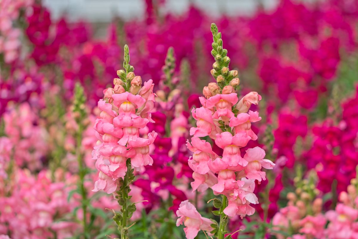 Snapdragons plant with beautiful parade of flowers.