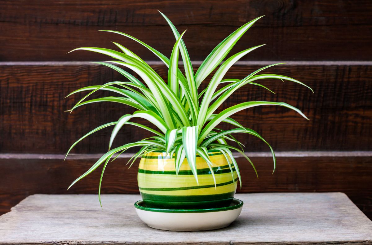 A Spider Plant in a marble pot on table.