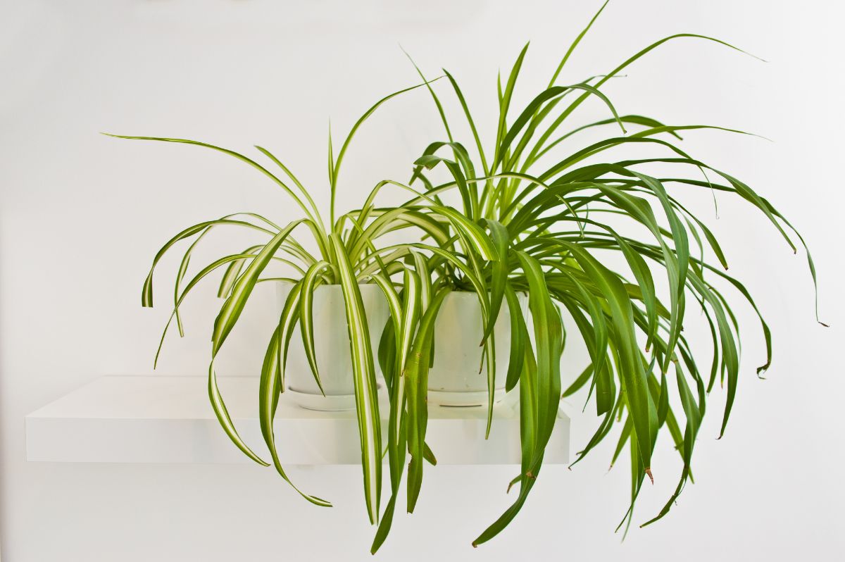 Spider plant in a white pot.