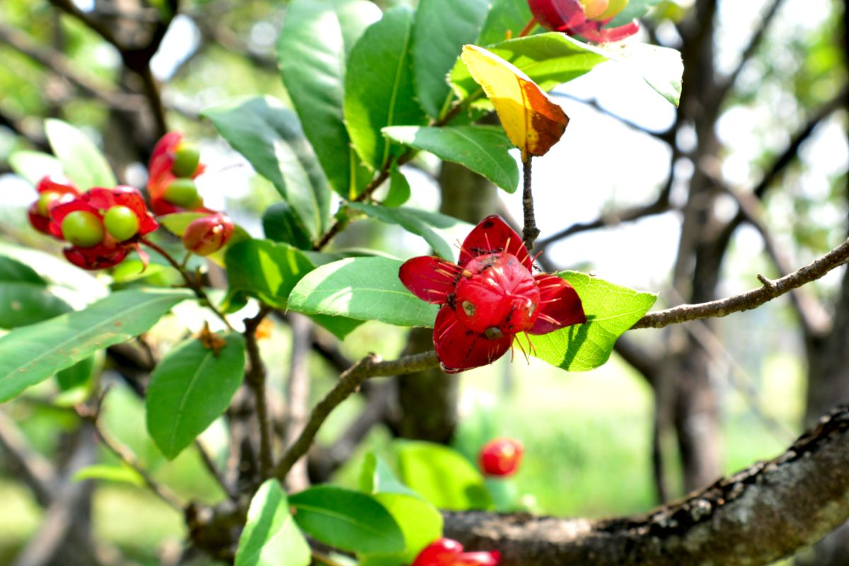 Spiny Black Olive Tree plant with flowers.